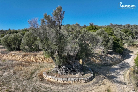 Υπεραιωνόβια ελιά Λιβεράνι